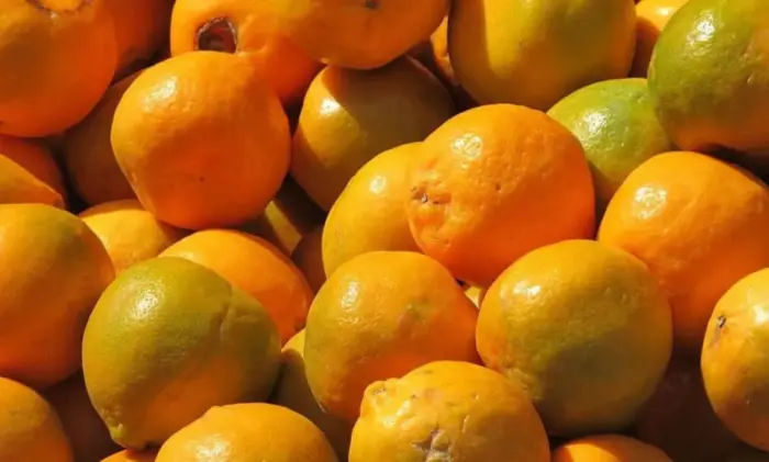indin orange