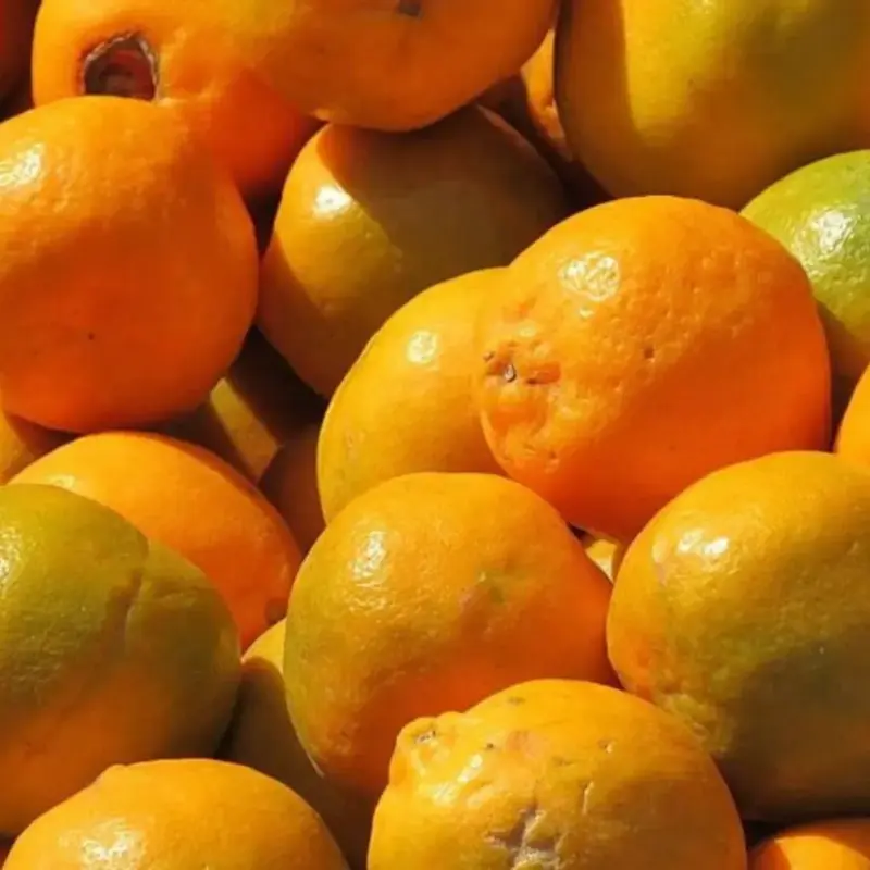indin orange
