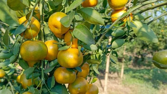 indin orange - Image 2