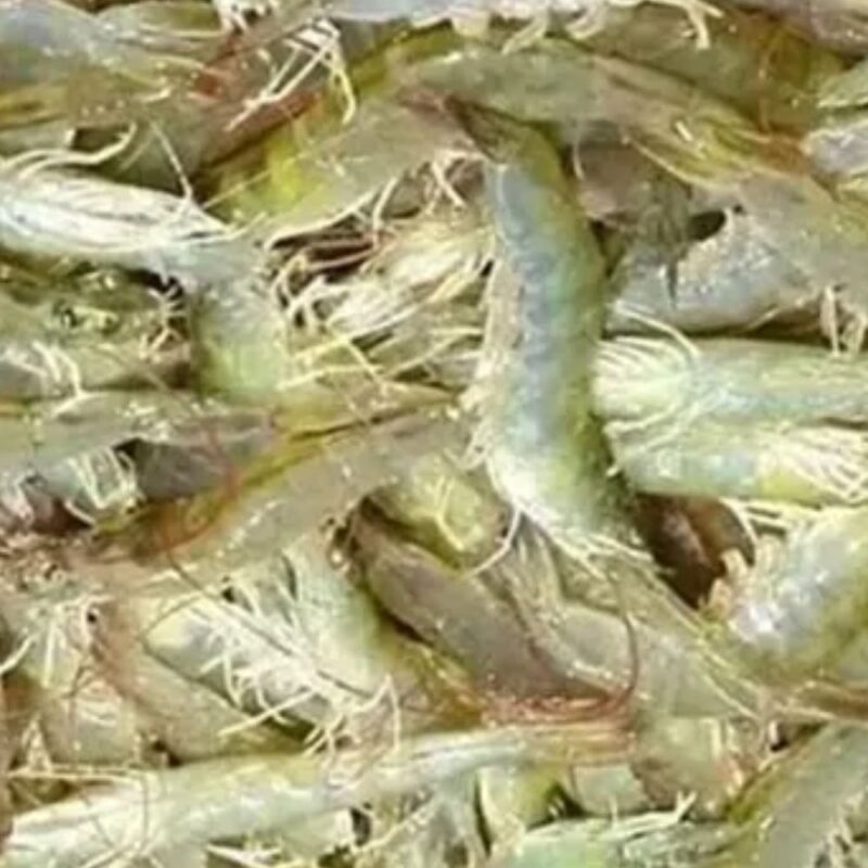 Bagda